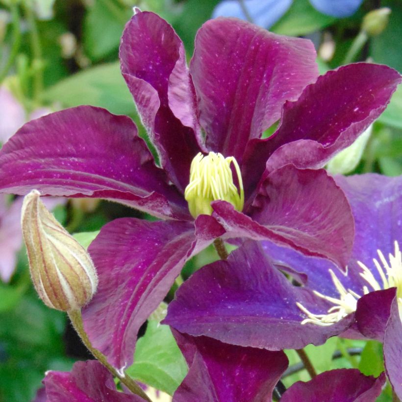 Clématite - Clematis Warszawska Nike (Flowering)