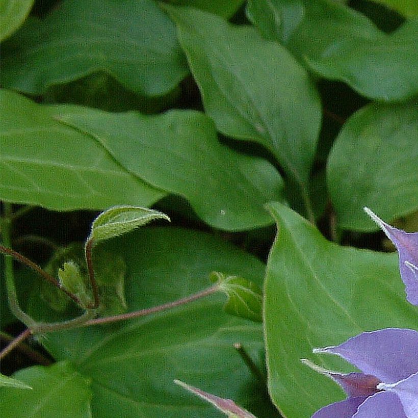Clématite - Clematis Yvette Houry (Foliage)