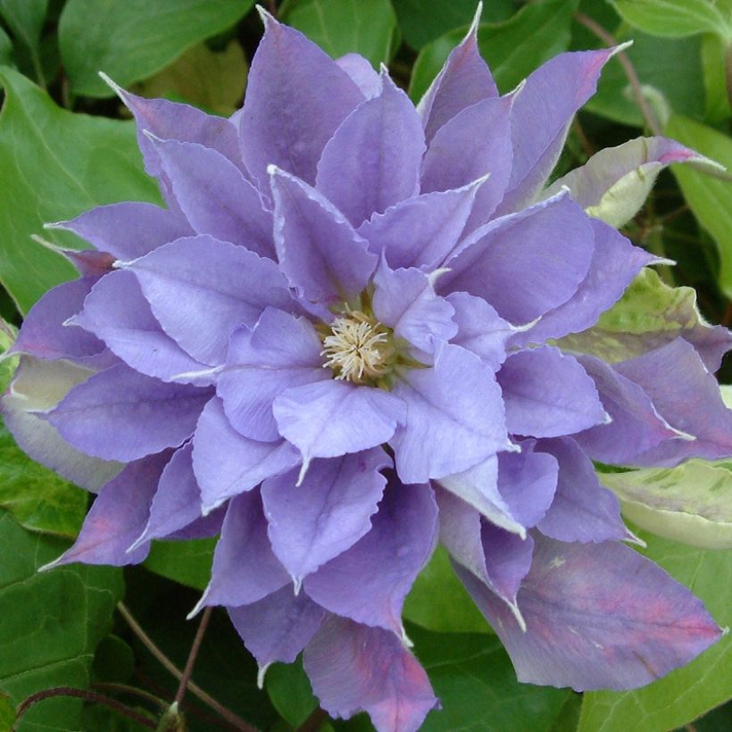 Clématite - Clematis Yvette Houry (Flowering)