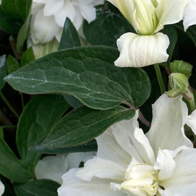 Clématite - Clematis diversifolia White Arabella (Foliage)
