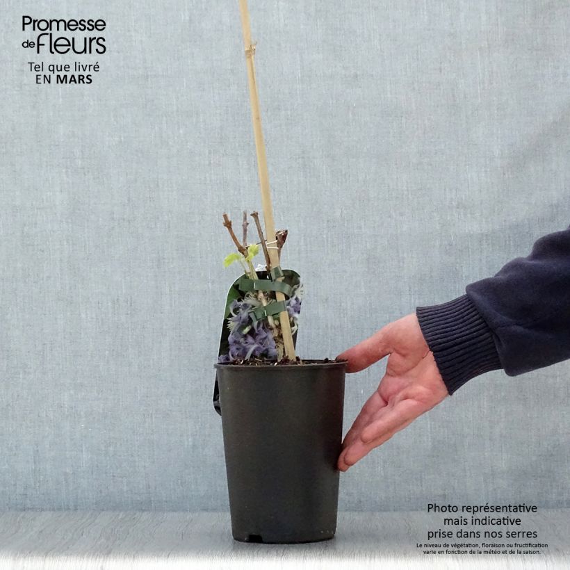 Example of Clematis heracleifolia Côte d'Azur 2/3L Pot de 2L/3L as you get in printemps