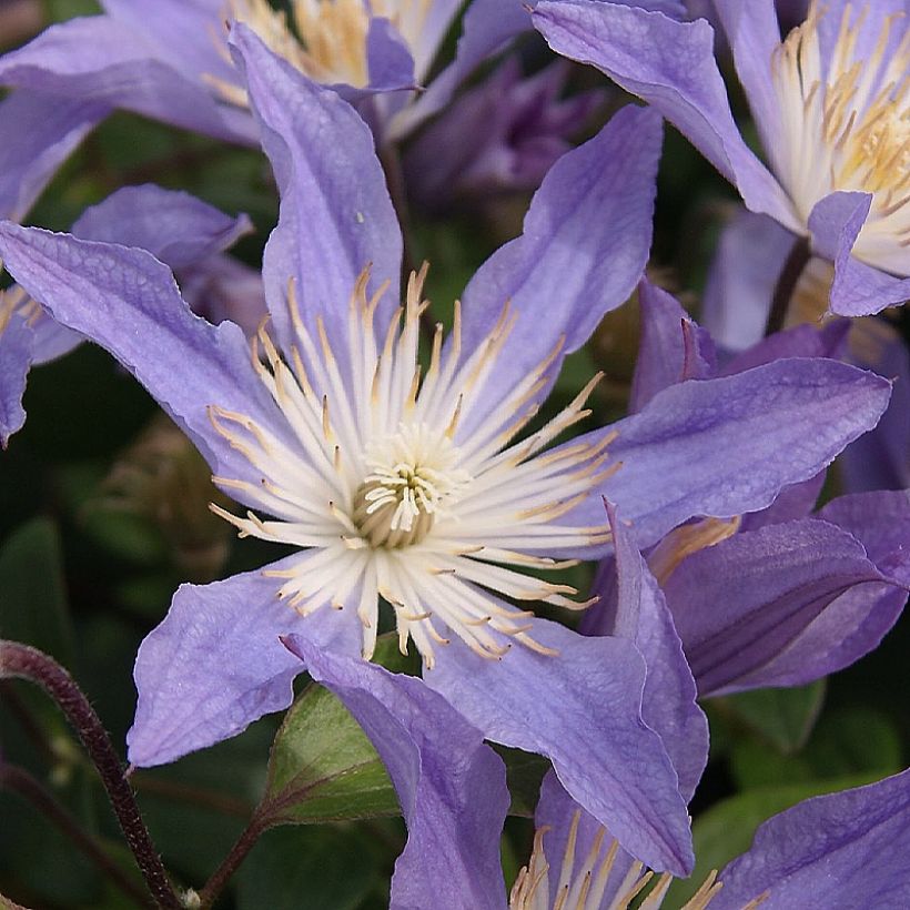 Clématite - Clematis integrifolia Blue River (Flowering)