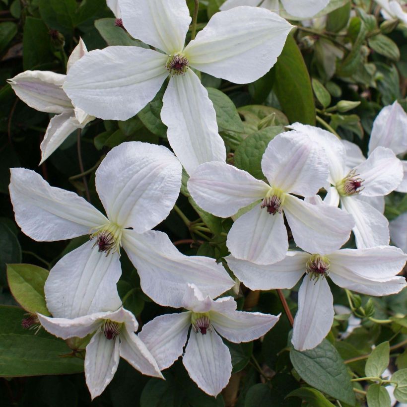Clématite - Clematis Forever Friends (Flowering)