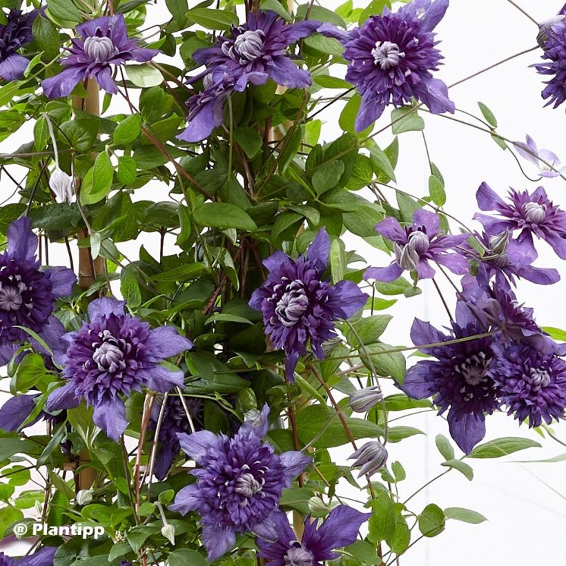 Clématite - Clematis Kokonoe (Foliage)
