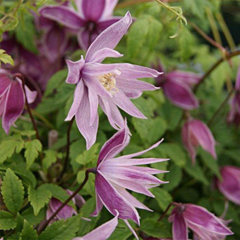 Clématite - Clematis macropetala Markham's Pink (Flowering)