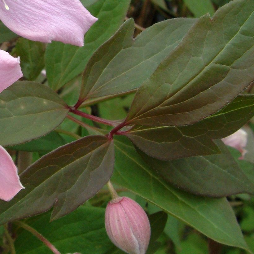 Clématite des montagnes - Clematis montana Fragrant Spring (Feuillage)