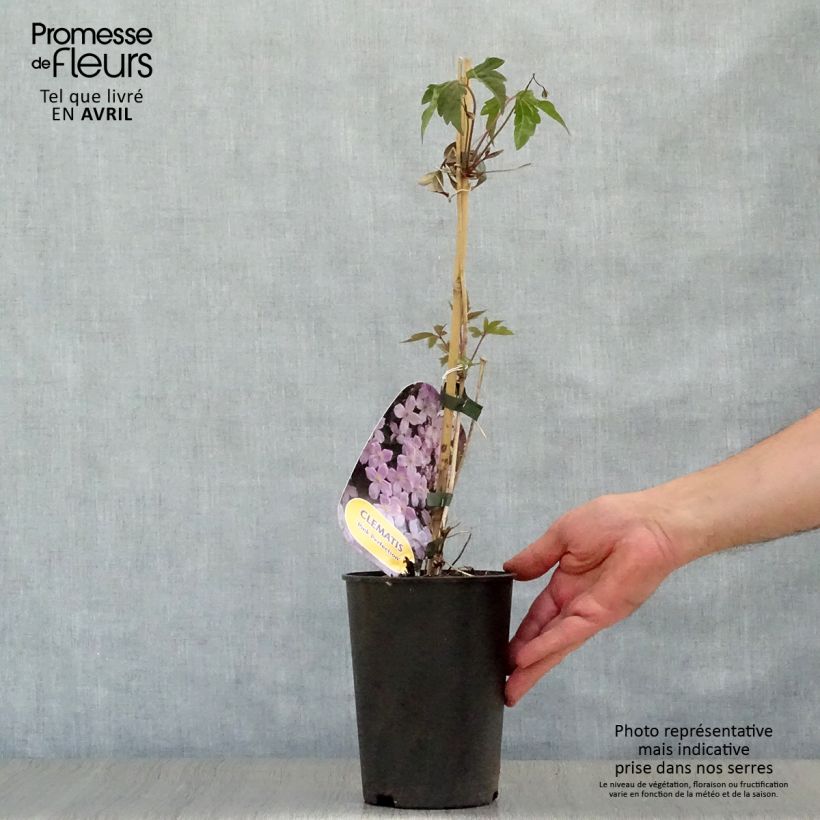 Example of Clématite - Clematis montana Pink Perfection Pot de 1,5L/2L as you get in printemps