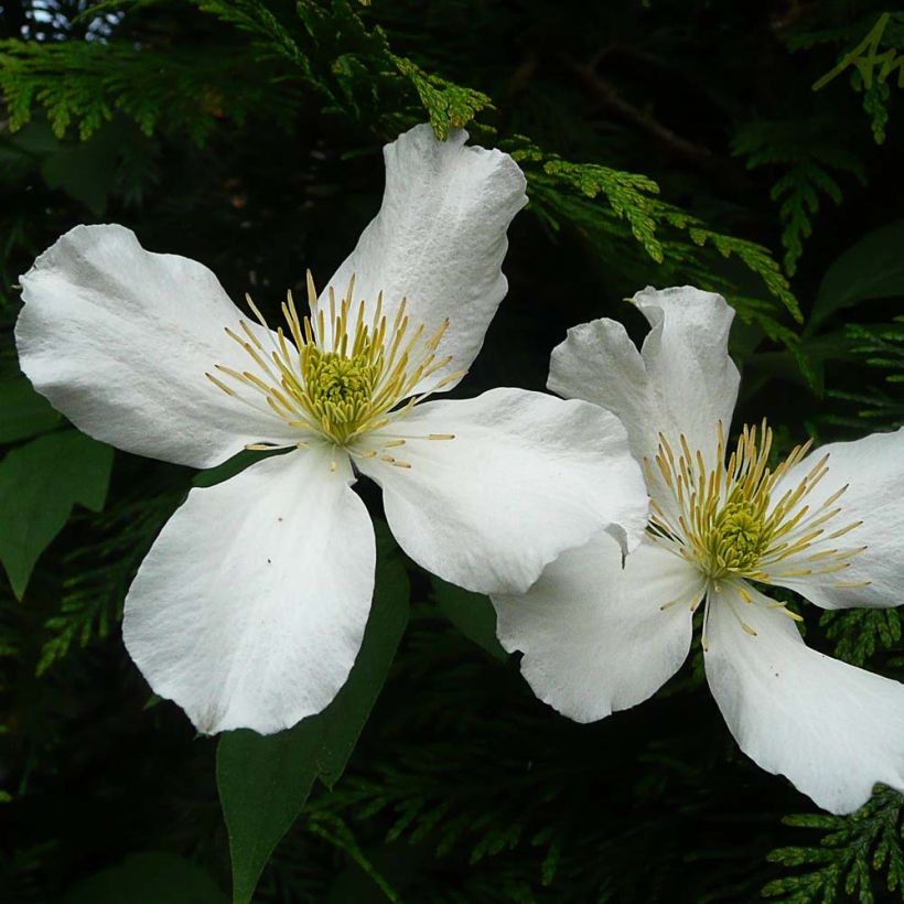 Clématite - Clematis montana Spooneri (Flowering)