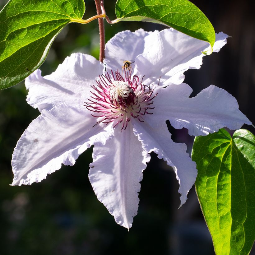 Clématite - Clematis Snow Queen (Flowering)