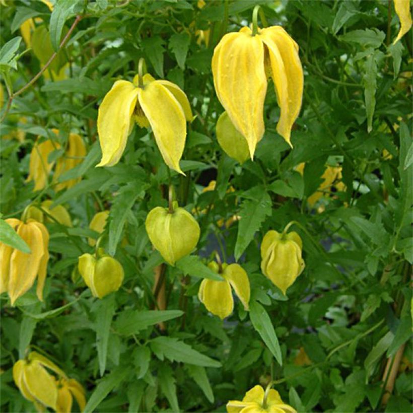 Clématite - Clematis tangutica Aureolin  (Flowering)