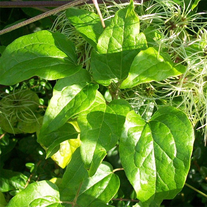 Clématite - Clematis vitalba (Foliage)