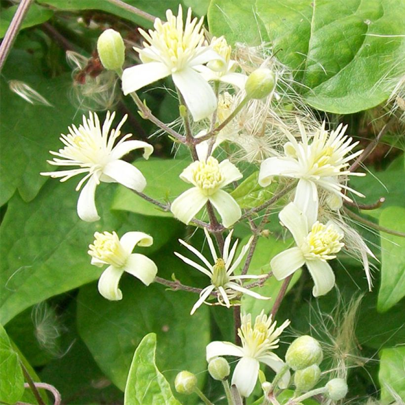 Clématite - Clematis vitalba (Flowering)