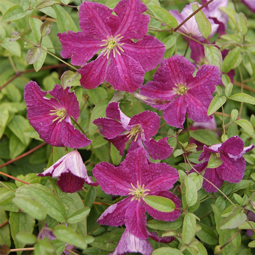 Clématite - Clematis viticella Abundance (Flowering)