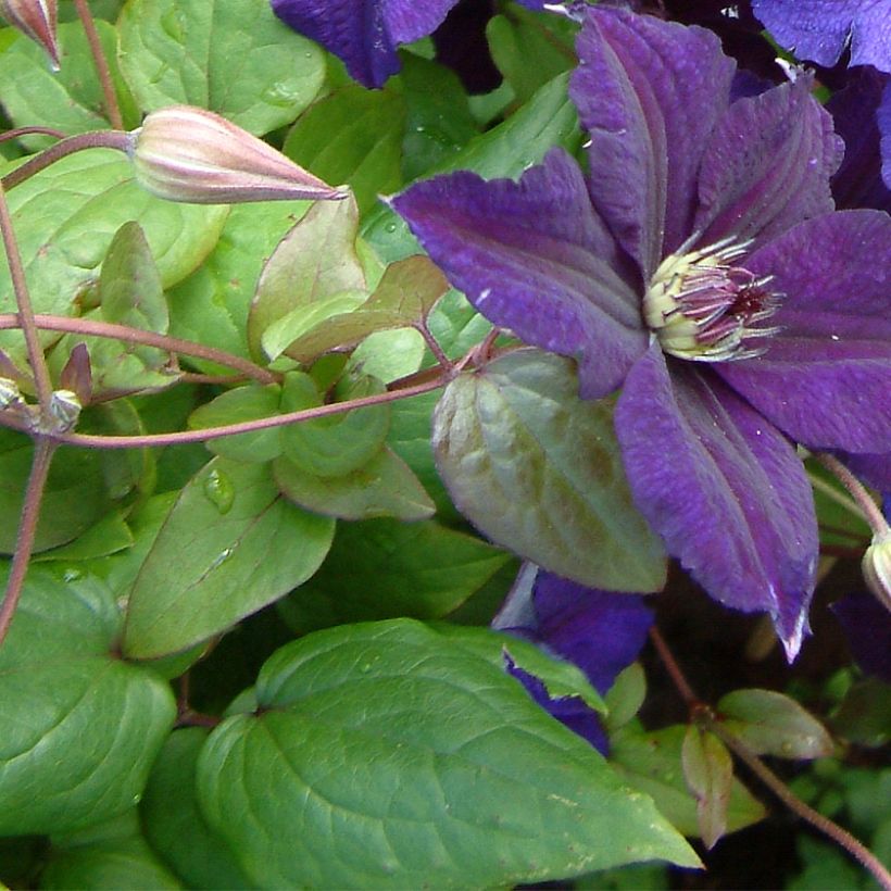 Clématite italienne - Clematis viticella Happy Birthday (Foliage)