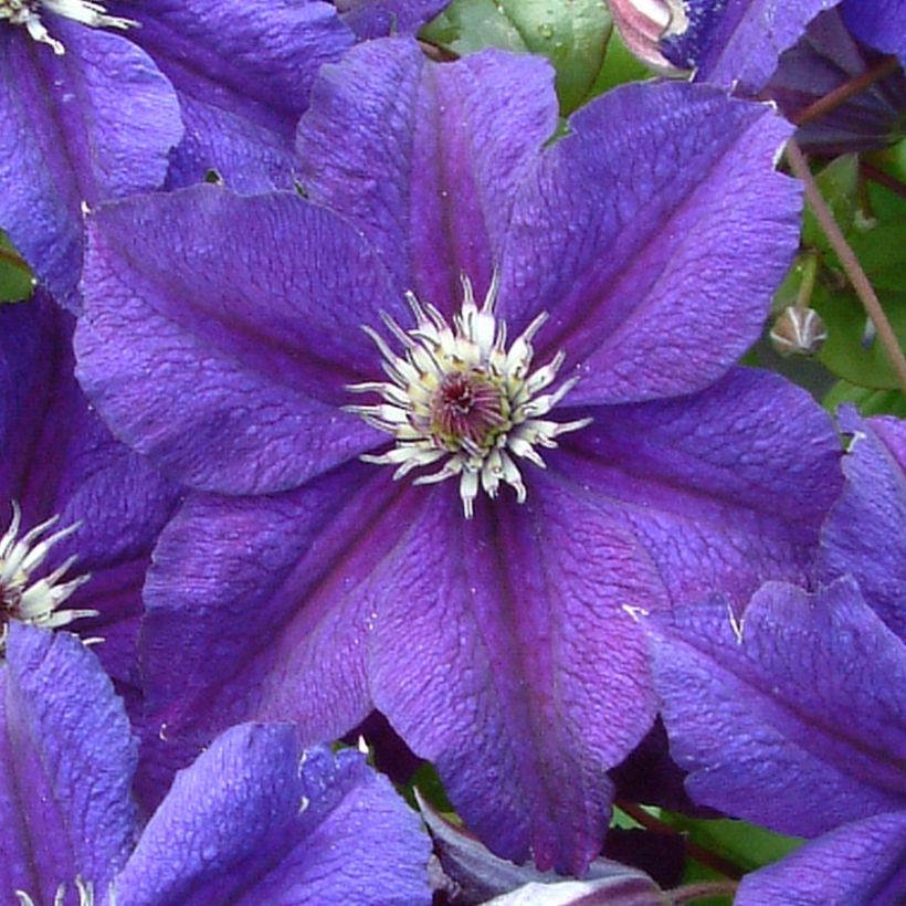 Clématite italienne - Clematis viticella Happy Birthday (Flowering)