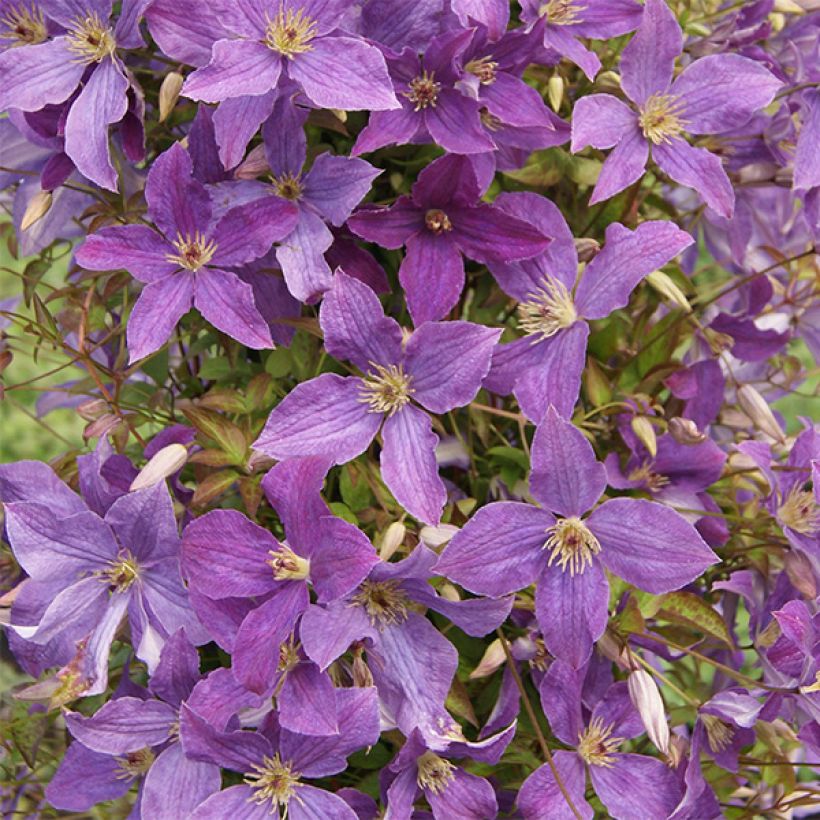 Clématite - Clematis viticella Sunny Sky (Flowering)