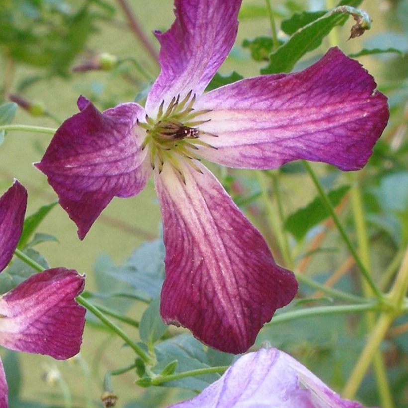 Clématite italienne - Clematis viticella Walemburg (Flowering)