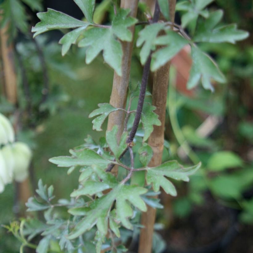 Clématite - Clematis Avalanche®  (Foliage)