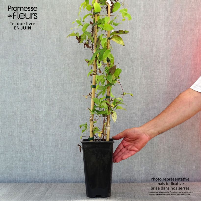 Example of Clématite Bee's Jubilée Pot de 2L/3L as you get in printemps