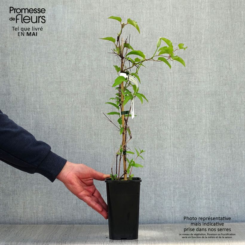 Example of Clématite Black Tea Pot de 1,5L/2L as you get in printemps