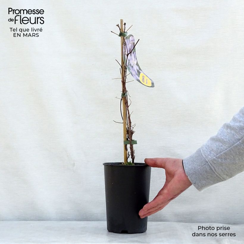 Example of Clématite Blekitny Aniol (Blue Angel) Pot de 1,5L/2L as you get in printemps