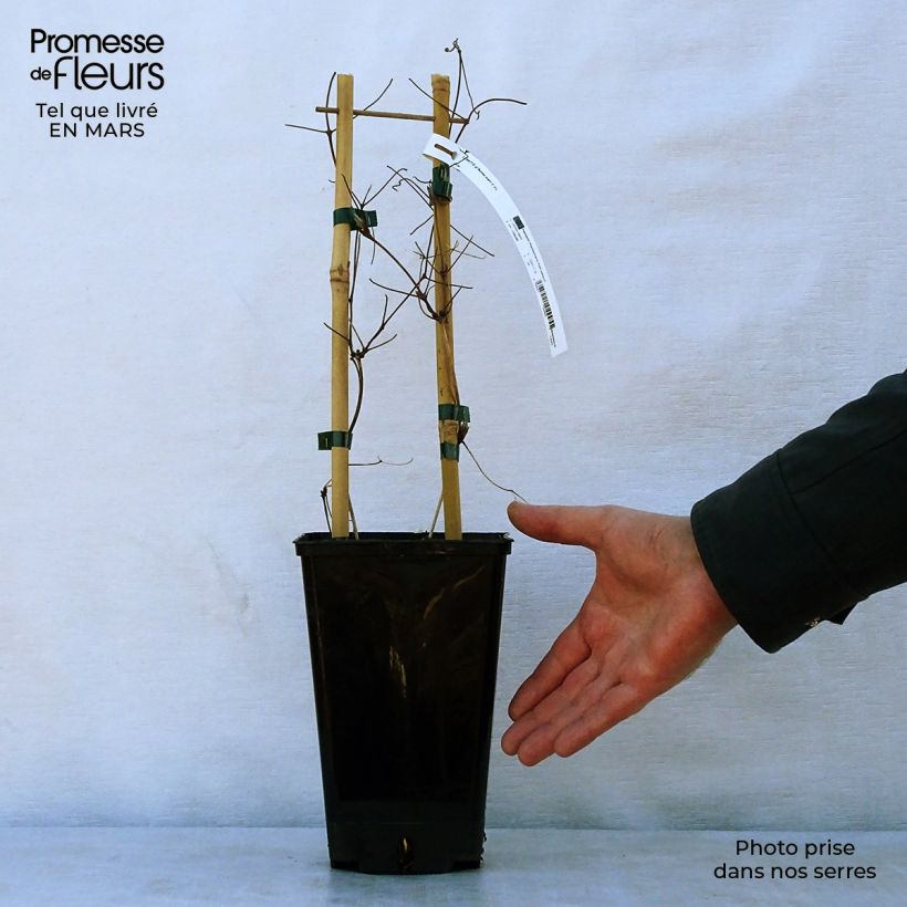 Example of Clématite Black Tea Pot de 2L/3L as you get in printemps