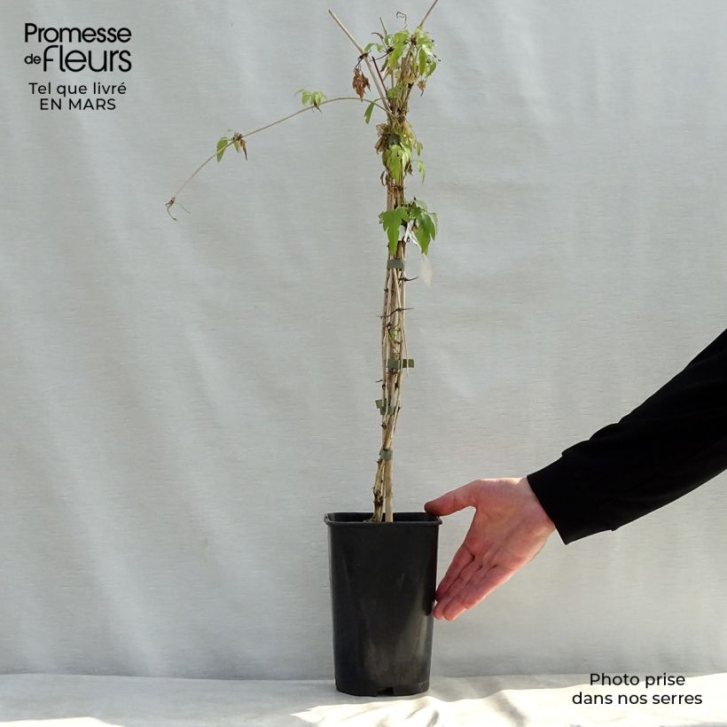 Example of Clématite Christmas Surprise - Clematite de Noël Pot de 2L/3L as you get in printemps