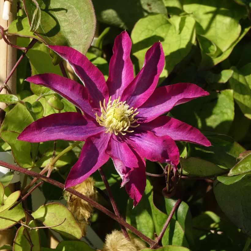 Clématite - Clematis Abilene (Floraison)