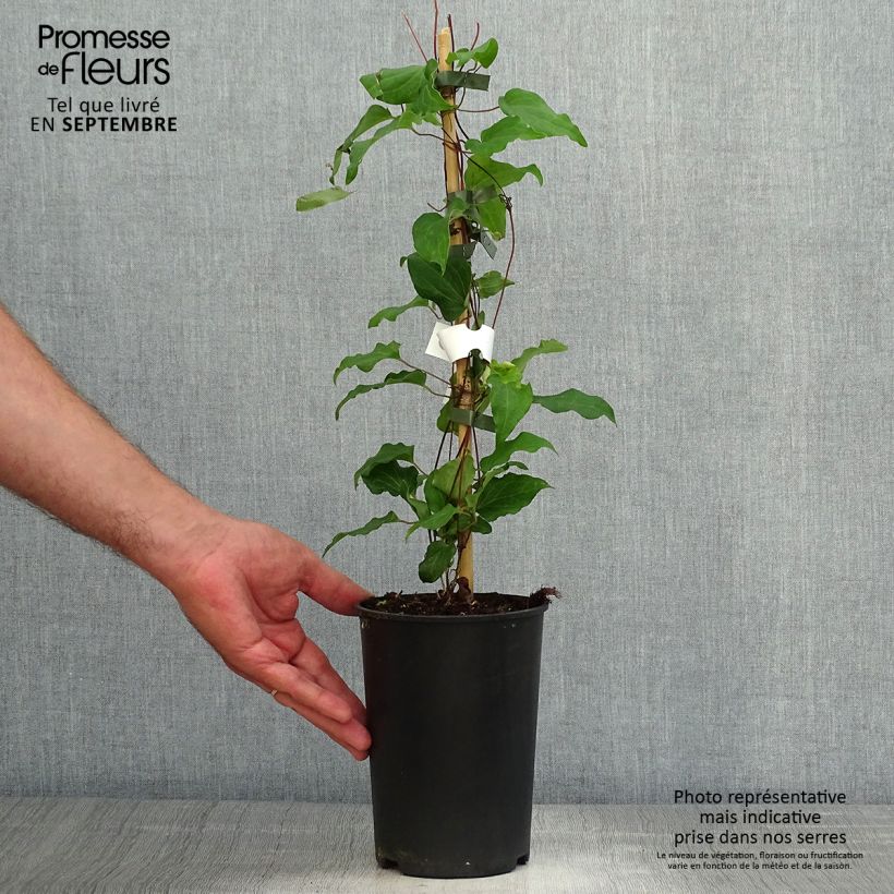 Spécimen de Clématite - Clematis Alice Fisk Pot de 2L/3L tel que livré en automne