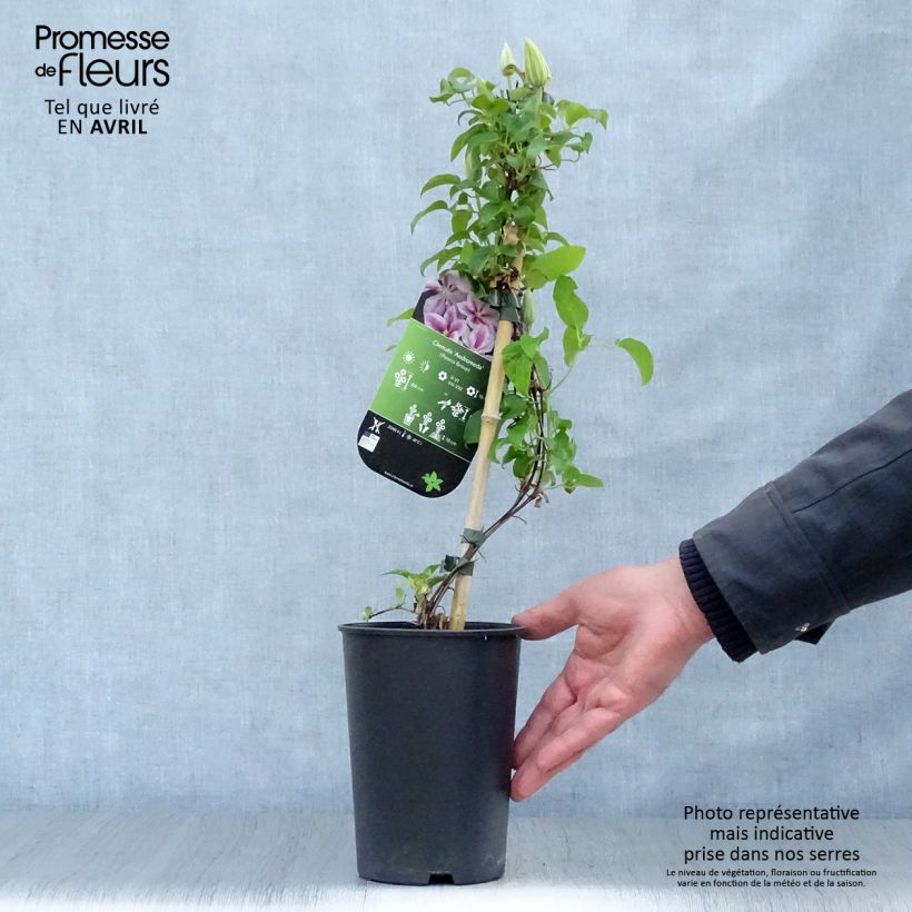 Example of Clématite - Clematis Andromeda Pot de 2L/3L as you get in printemps