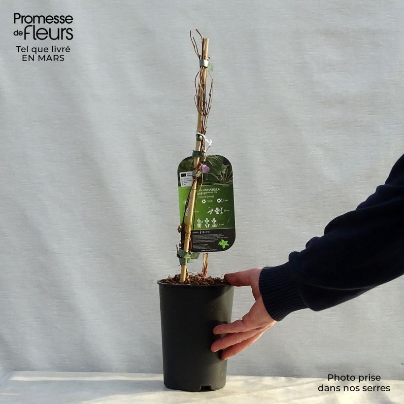 Example of Clématite - Clematis Annabella  Pot de 2L/3L as you get in printemps