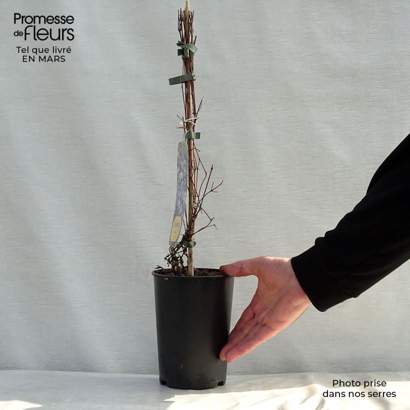 Spécimen de Clématite - Clematis Arabella Pot de 1,5L/2L tel que livré au printemps