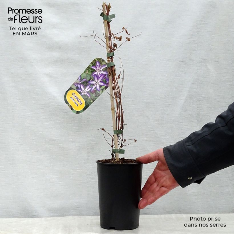 Example of Clématite - Clematis Astra Nova Pot de 2L/3L as you get in printemps