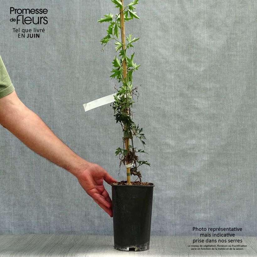 Spécimen de Clématite - Clematis Avalanche®  Pot de 2L/3L tel que livré en été