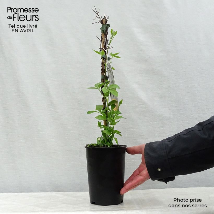 Example of Clématite - Clematis Baby Star Pot de 2L/3L as you get in printemps