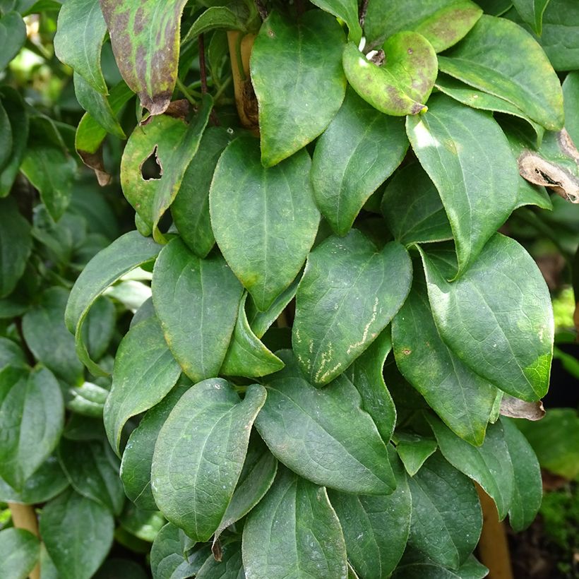 Clématite - Clematis Baby Star (Foliage)