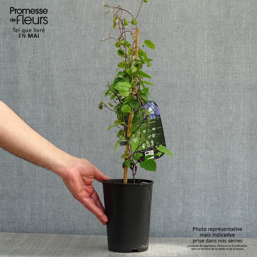 Example of Clématite - Clematis Beauty Of Worcester Pot de 1,5L/2L as you get in printemps