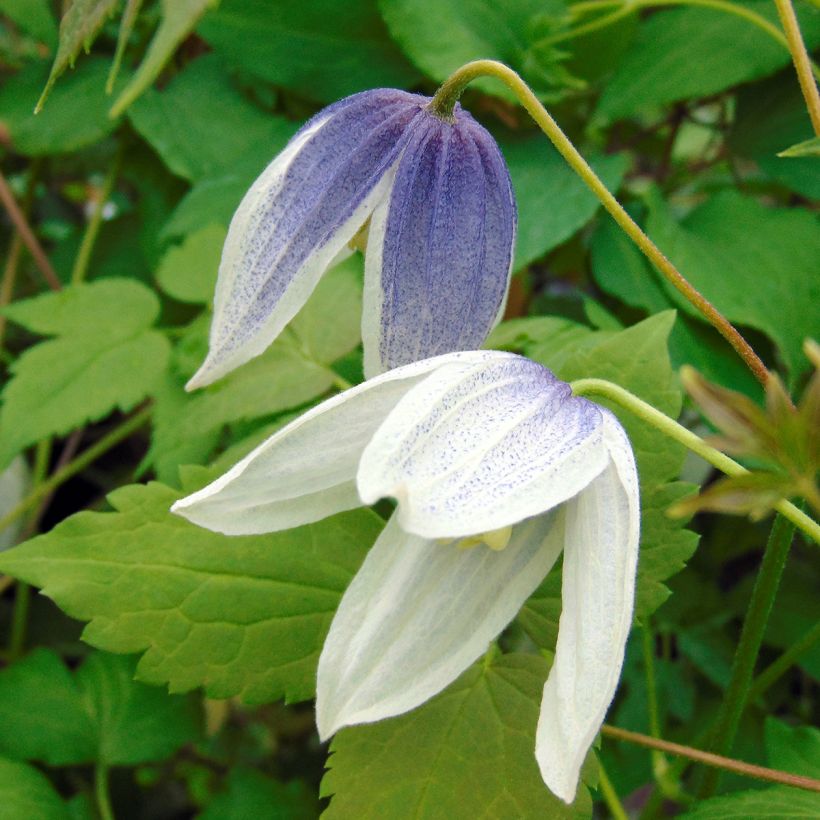 Clématite - Clematis Blue Eclipse (Flowering)