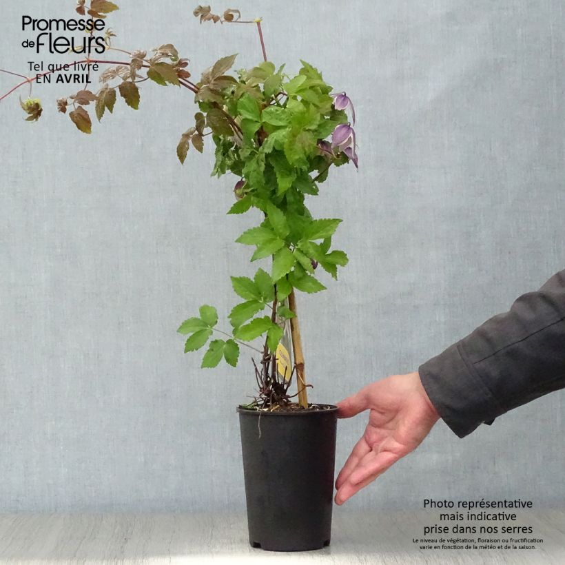 Example of Clématite - Clematis Blue Eclipse Pot de 2L/3L as you get in printemps