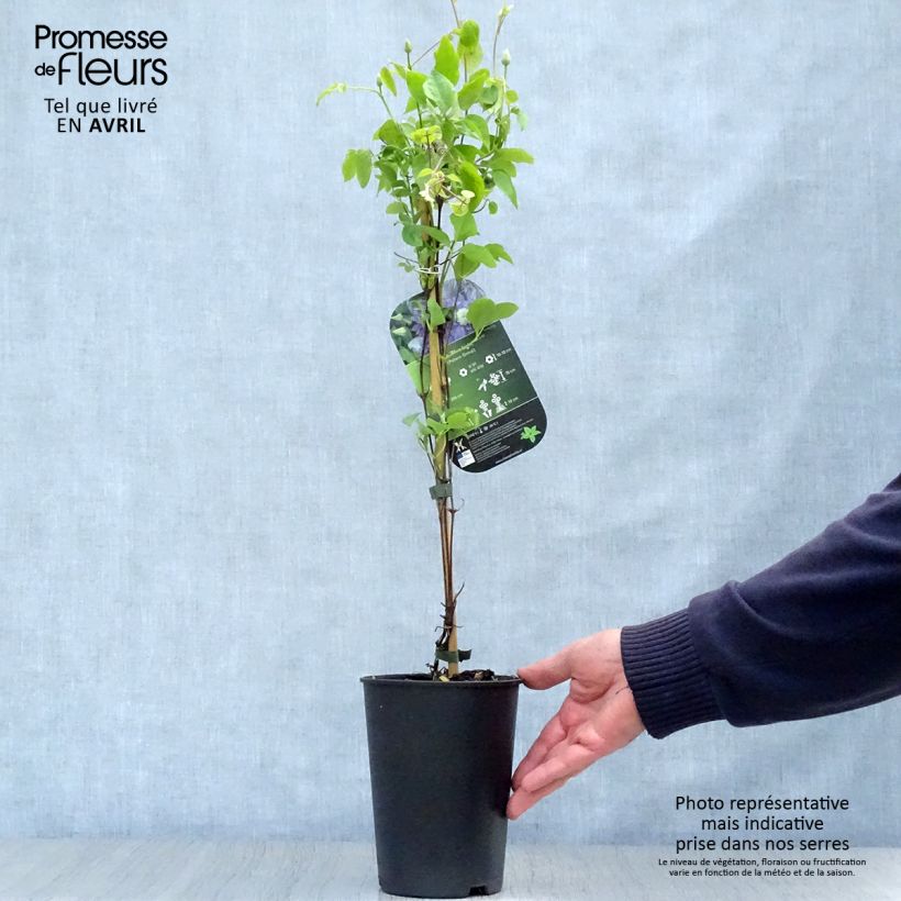 Example of Clématite - Clematis Blue Light Pot de 1,5L/2L as you get in printemps