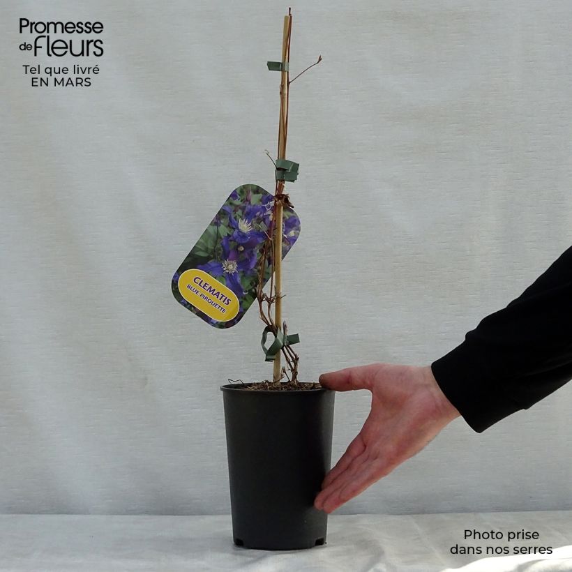 Example of Clématite - Clematis Blue pirouette Pot de 2L/3L as you get in printemps