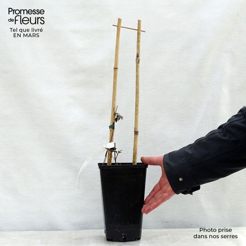 Example of Clématite - Clematis Bourbon Pot de 2L/3L as you get in printemps