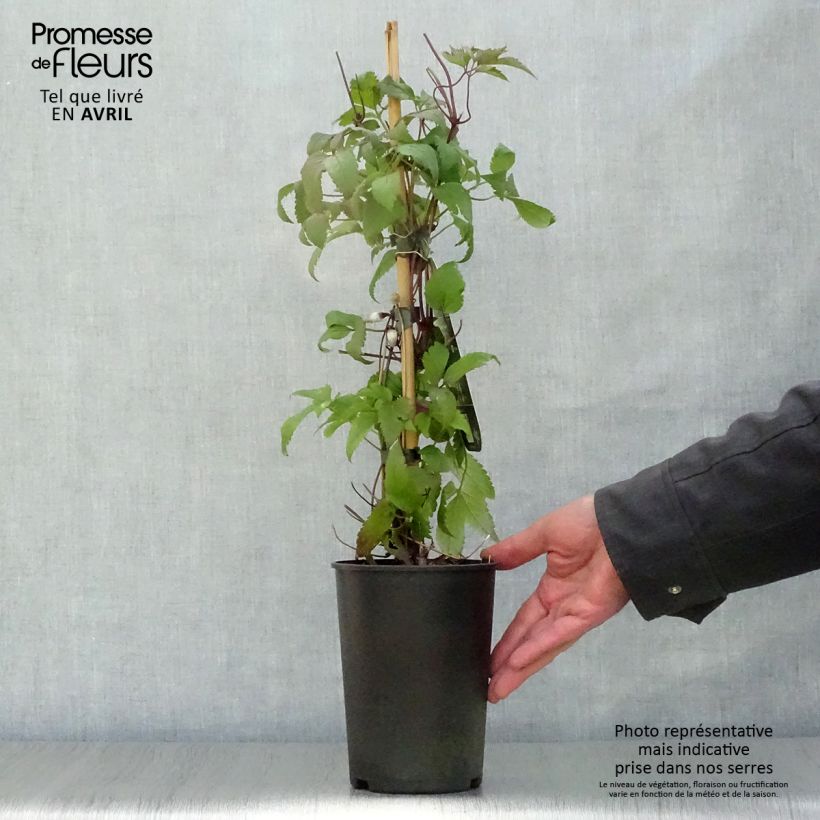 Example of Clématite - Clematis Columella Pot de 2L/3L as you get in printemps