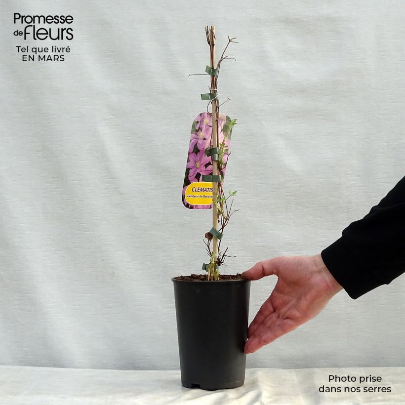 Example of Clématite - Clematis Comtesse de Bouchaud Pot de 2L/3L as you get in printemps