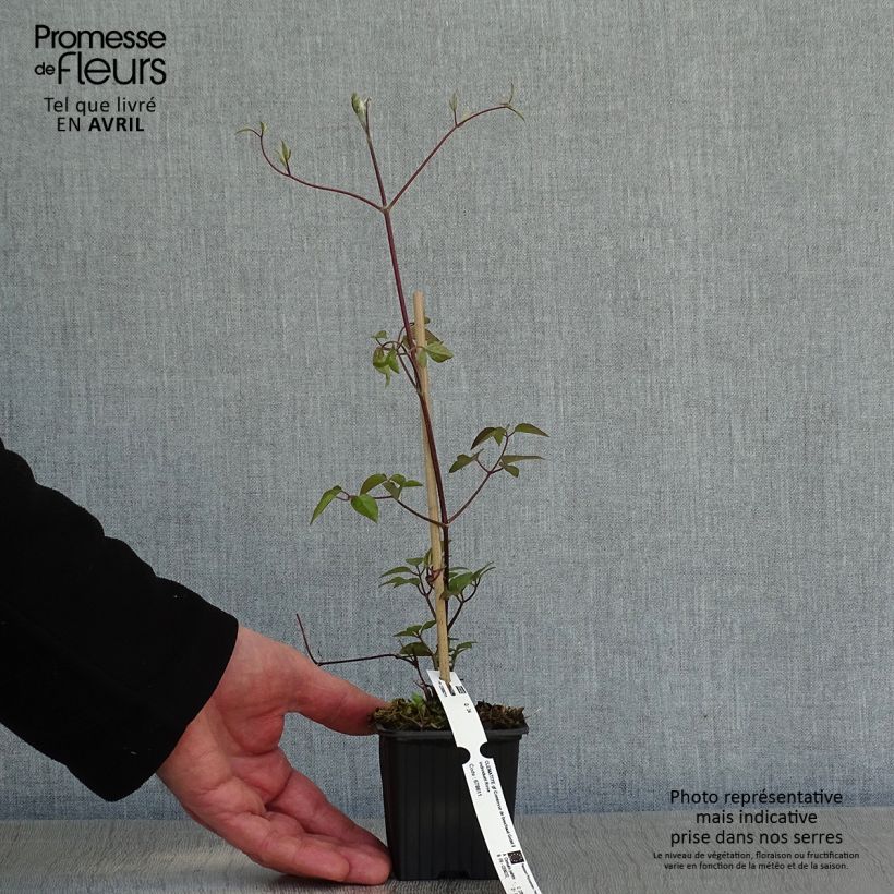 Example of Clématite - Clematis Comtesse de Bouchaud Godet de 8/9 cm as you get in printemps