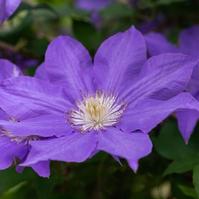 Clématite - Clematis Couronne Royale (= Haku Ookan) (Flowering)