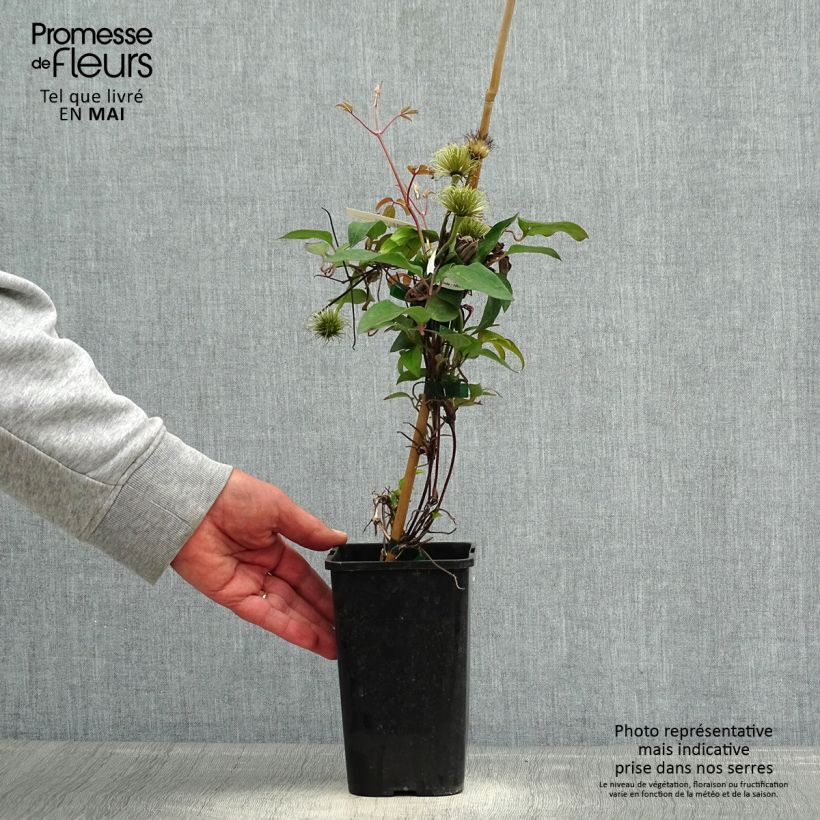 Example of Clématite - Clematis Couronne Royale (= Haku Ookan) Pot de 1,5L/2L as you get in printemps