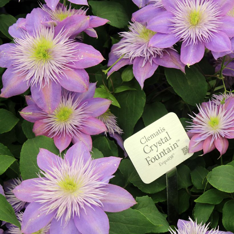 Clématite - Clematis Crystal Fountain (Flowering)