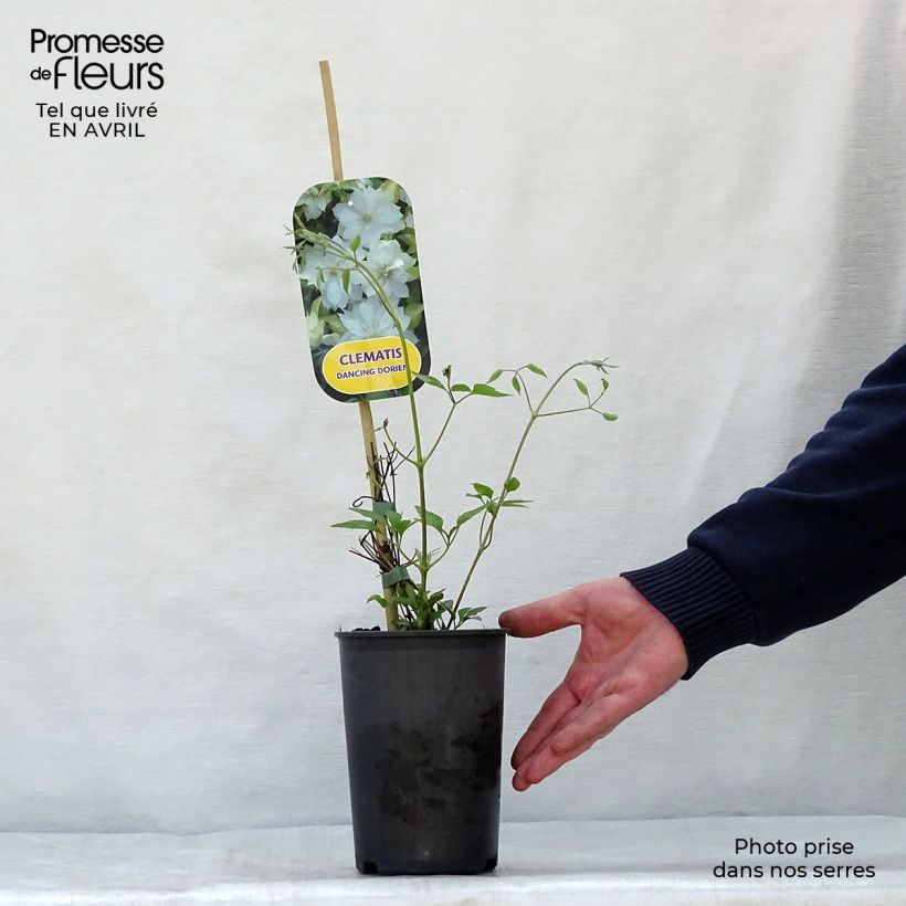 Example of Clématite - Clematis Dancing Dorien®  Zodado Pot de 2L/3L as you get in printemps