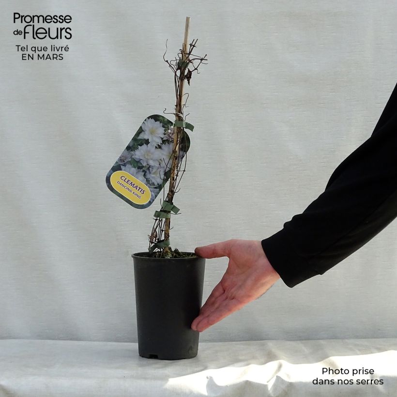 Example of Clématite - Clematis Dancing King Pot de 2L/3L as you get in printemps